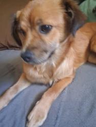 Lost Female Dog last seen Gage St & Parmelee Ave, Florence-Graham, CA 90001