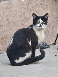 Found/Stray Unknown Cat last seen 24th and k ave, National City, CA 91950