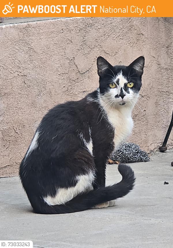 Found/Stray Unknown Cat last seen 24th and k ave, National City, CA 91950