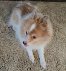 Lost Male Dog last seen Eureka and plancentia , Perris, CA 92571