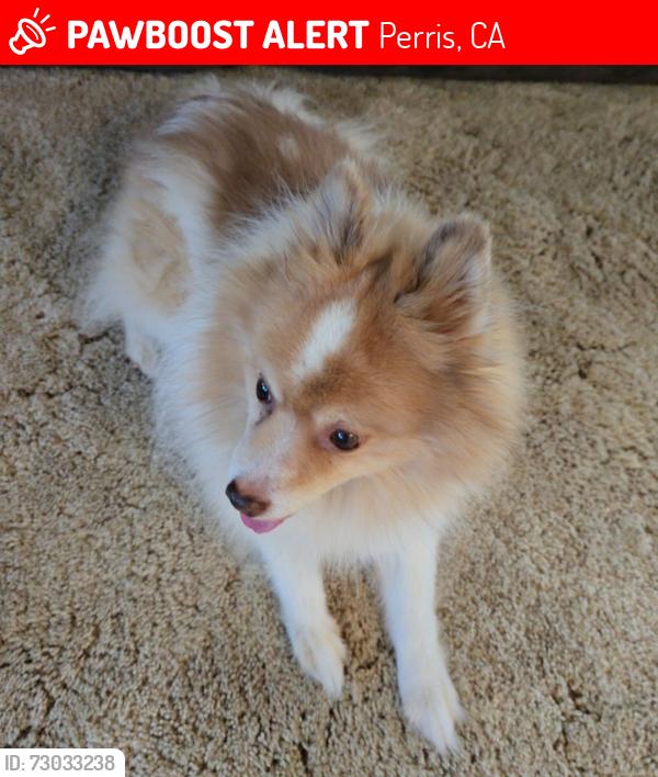 Lost Male Dog last seen Eureka and placentia , Perris, CA 92571