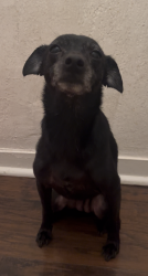 Reunited Female Dog last seen Crenshaw and Slauson, Los Angeles, CA 90043