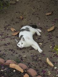 Found/Stray Female Cat last seen Near Irvine Ave , Glendale, CA 91201