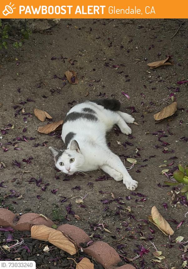 Found/Stray Female Cat last seen Near Irvine Ave , Glendale, CA 91201