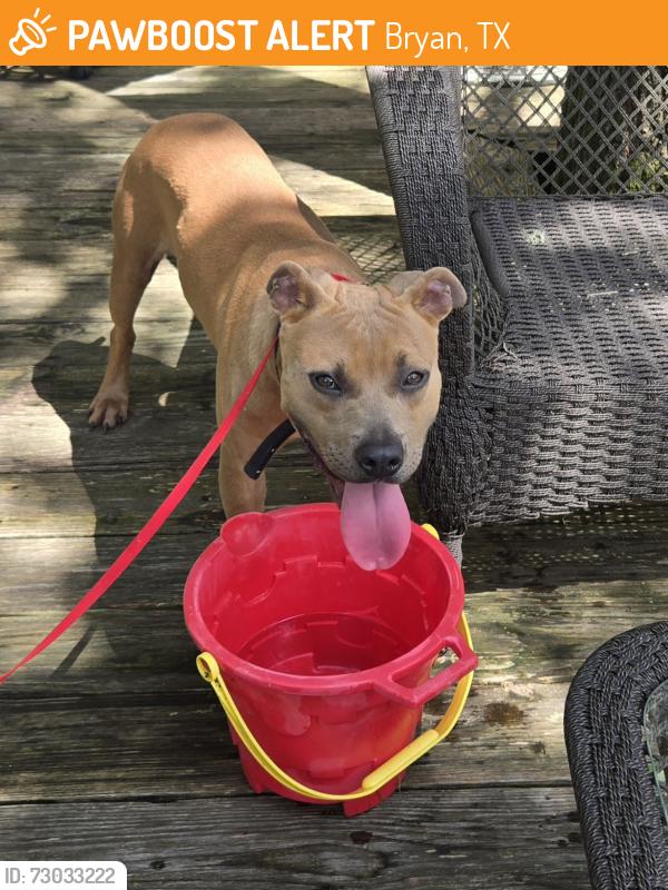 Found/Stray Unknown Dog last seen Merka Rd & FM 1179, Bryan, TX 77808