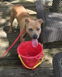 Found/Stray Unknown Dog last seen Merka Rd & FM 1179, Bryan, TX 77808