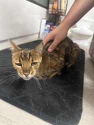 Found/Stray Female Cat last seen Near Laura Park Avenue, Bakersfield, CA 93312