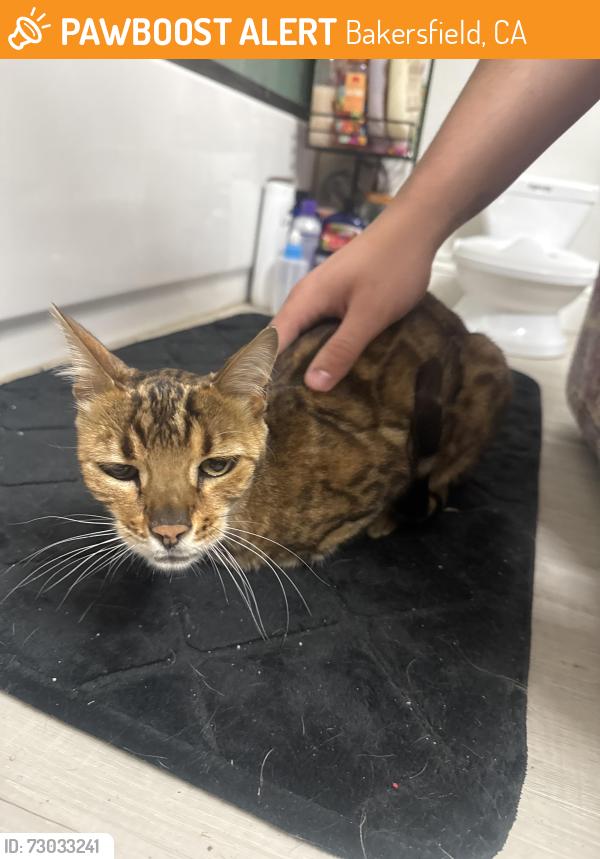 Found/Stray Female Cat last seen Near Laura Park Avenue, Bakersfield, CA 93312