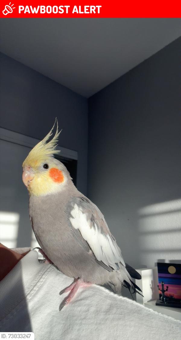 Lost Female Bird last seen Donahue Drive, Rancho San Diego, CA 92019