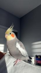 Lost Female Bird last seen Donahue Drive, Rancho San Diego, CA 92019