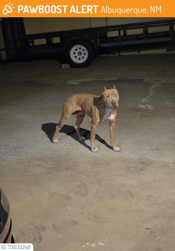 Found/Stray Female Dog last seen Tramway and Encantado, Albuquerque, NM 87123