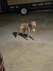 Found/Stray Female Dog last seen Tramway and Encantado, Albuquerque, NM 87123