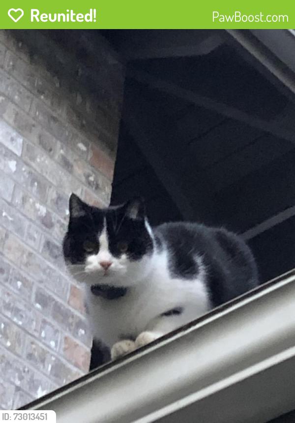 Reunited Female Cat last seen Avondale road, Redmond, WA 98052