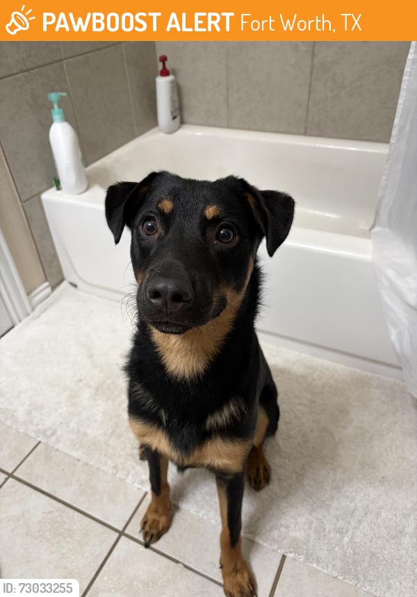Found/Stray Male Dog last seen Found on WJ Boaz near the entrance to Innisbrooke Place, Fort Worth, TX 76179