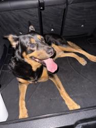 Found/Stray Male Dog last seen E via linda, Scottsdale, AZ 85258