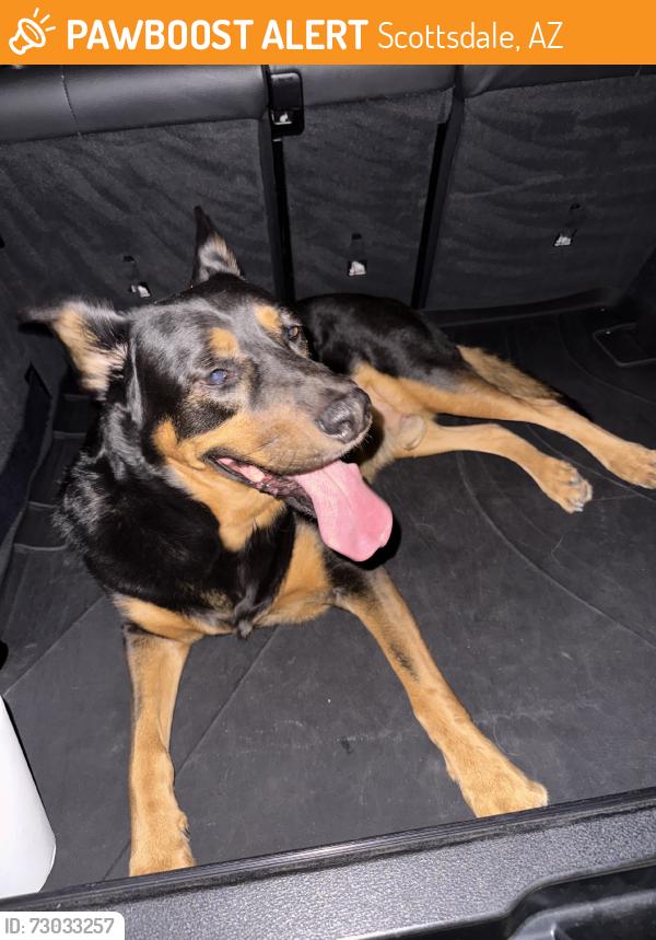 Found/Stray Male Dog last seen E via linda, Scottsdale, AZ 85258