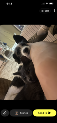 Lost Male Cat last seen Detroit ave, Toledo, OH 43607