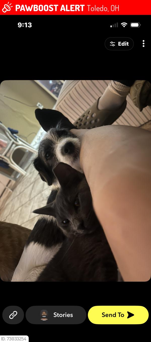 Lost Male Cat last seen Detroit ave, Toledo, OH 43607