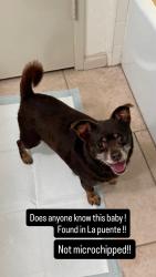 Found/Stray Male Dog last seen N Unruh and amar road , La Puente, CA 91744