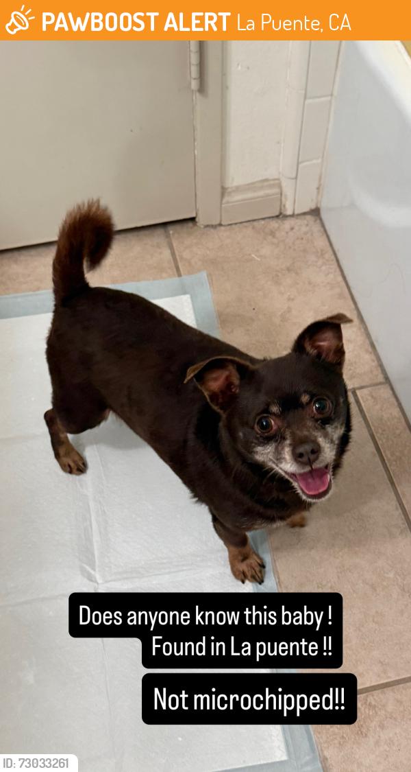 Found/Stray Male Dog last seen N Unruh and amar road , La Puente, CA 91744