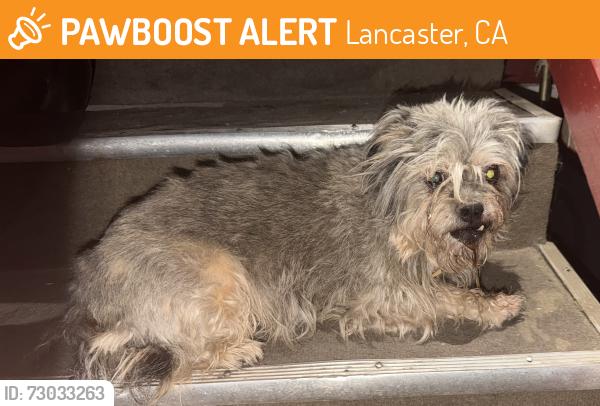 Found/Stray Female Dog last seen East avenue I , lancaster , ca, Lancaster, CA 93535