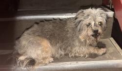 Found/Stray Female Dog last seen East avenue I , lancaster , ca, Lancaster, CA 93535