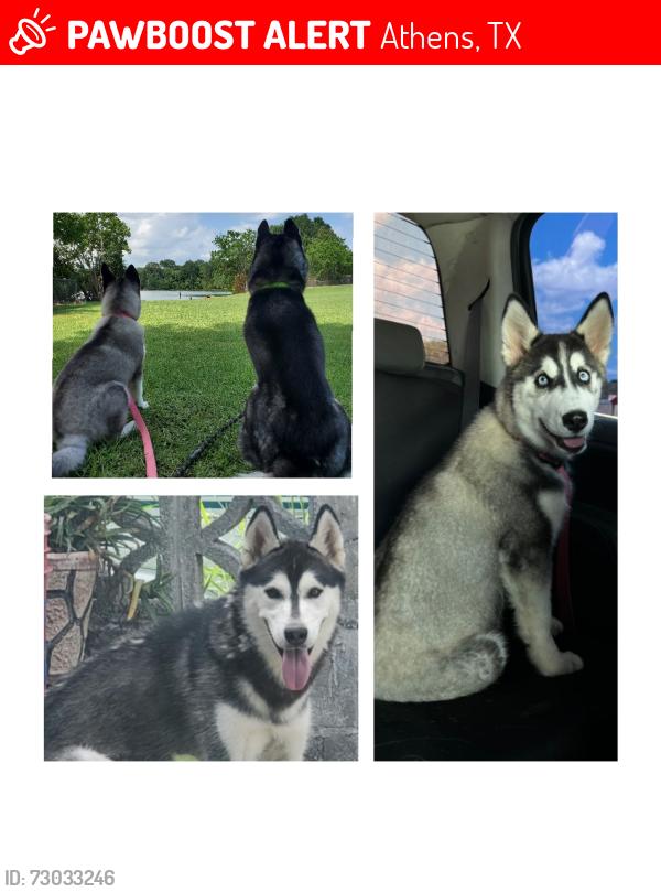 Lost Female Dog last seen Near w cayuga dr , Athens, TX 75751