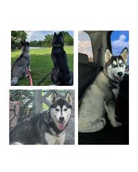Lost Female Dog last seen Near w cayuga dr , Athens, TX 75751