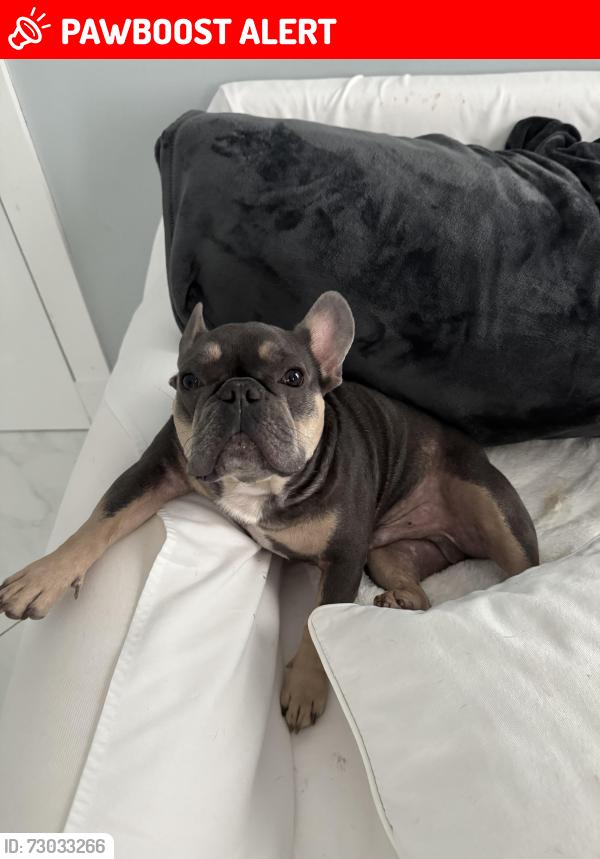 Lost Male Dog last seen Near sheldrake lane, Palm Beach Gardens, FL 33418