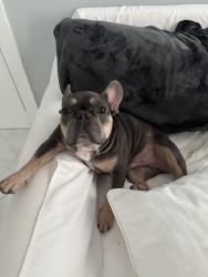 Lost Male Dog last seen Near sheldrake lane, Palm Beach Gardens, FL 33418