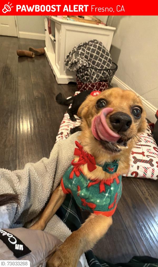Lost Female Dog last seen Dakota and west, Fresno, CA 93705