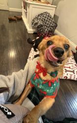 Lost Female Dog last seen Dakota and west, Fresno, CA 93705