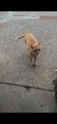 Found/Stray Unknown Cat last seen Ruby and flint, San Jose, CA 95148