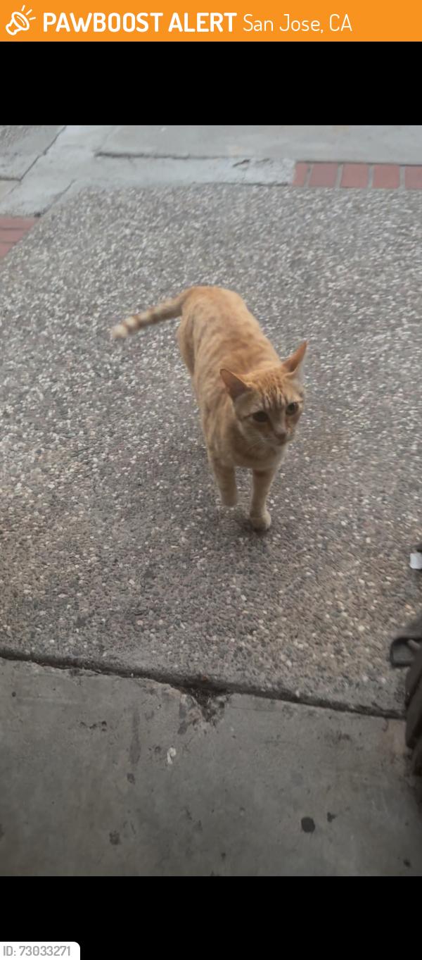 Found/Stray Unknown Cat last seen Ruby and flint, San Jose, CA 95148