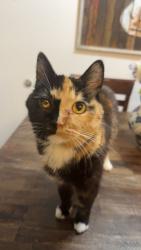 Lost Female Cat last seen Estes and Dartmouth , Lakewood, CO 80227