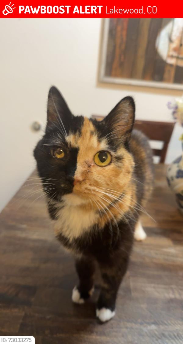 Lost Female Cat last seen Estes and Dartmouth , Lakewood, CO 80227