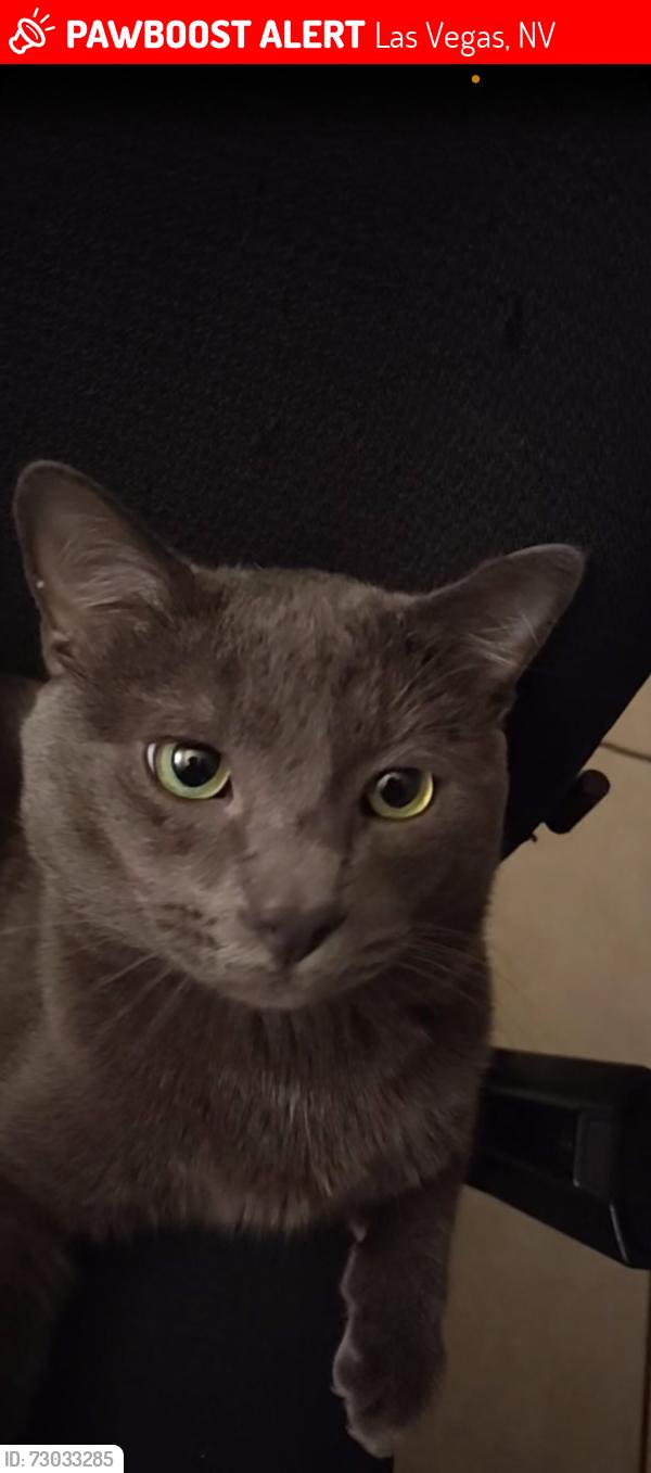 Lost Male Cat last seen carmen bulevard, Las Vegas, NV 89108
