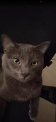Lost Male Cat last seen carmen bulevard, Las Vegas, NV 89108