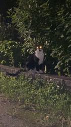 Found/Stray Unknown Cat last seen Gordon & Wright, Milwaukee, WI 53212