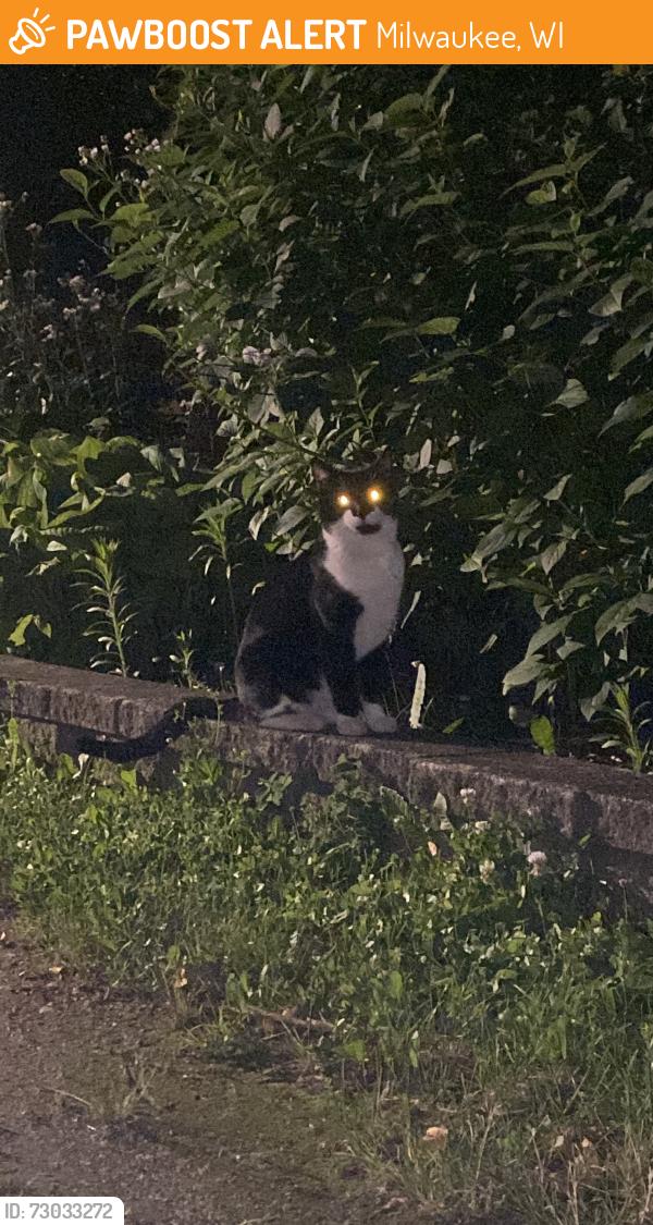 Found/Stray Unknown Cat last seen Gordon & Wright, Milwaukee, WI 53212