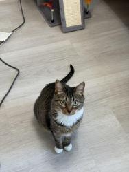 Reunited Female Cat last seen N Michigan Ave and Colorado Blvd, Pasadena, CA 91106