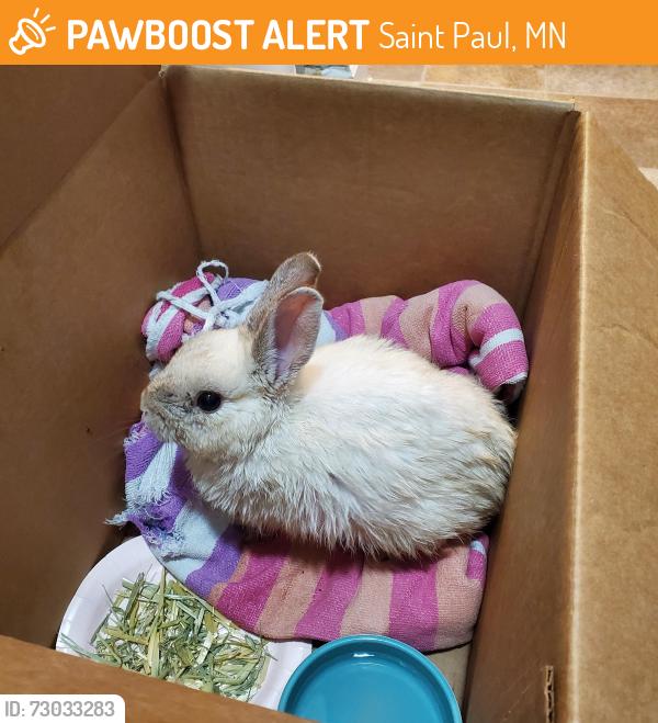 Found/Stray Unknown Rabbit last seen Case Ave E, Saint Paul, MN 55101