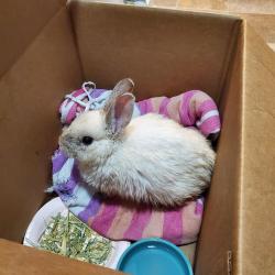 Found/Stray Unknown Rabbit last seen Case Ave E, Saint Paul, MN 55101
