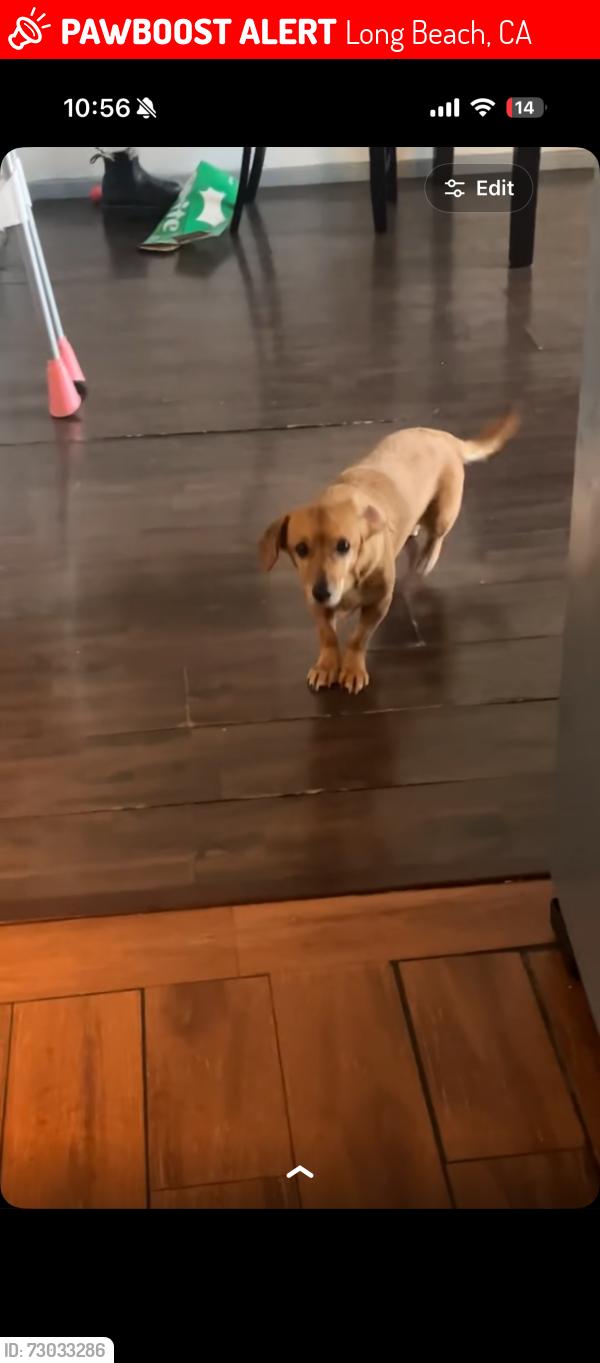 Lost Female Dog last seen E Salt lake st long beach , Long Beach, CA 90813