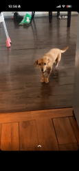 Lost Female Dog last seen E Salt lake st long beach , Long Beach, CA 90813
