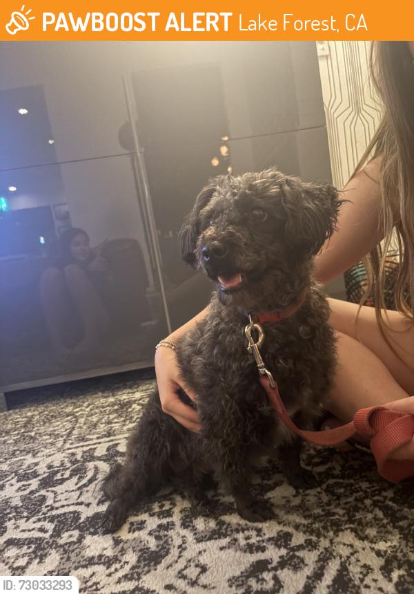 Found/Stray Unknown Dog last seen Overlake, Lake Forest, CA 92630