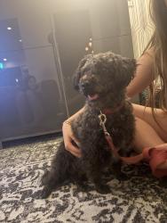 Found/Stray Unknown Dog last seen Overlake, Lake Forest, CA 92630