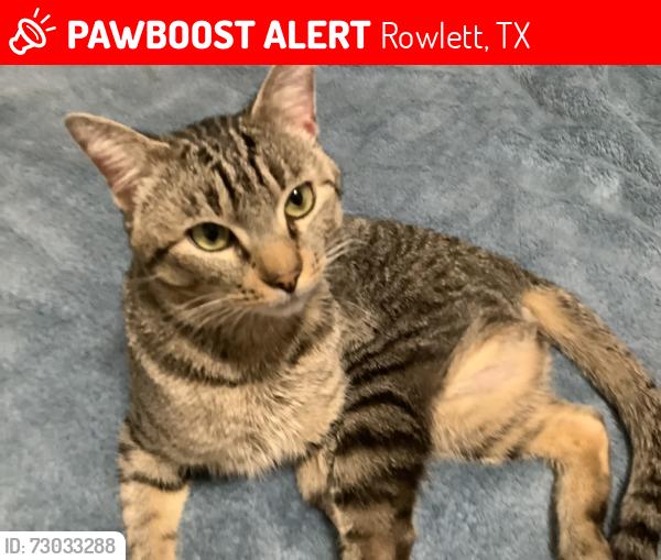 Lost Male Cat last seen Airline dr, rowlett tx, Rowlett, TX 75089
