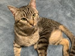 Lost Male Cat last seen Airline dr, rowlett tx, Rowlett, TX 75089