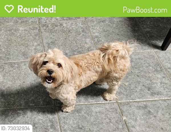 Reunited Male Dog last seen Fidel Ave & Meyer Rd, Whittier, CA 90605